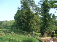 2008 06 - Tree pics B (17)
